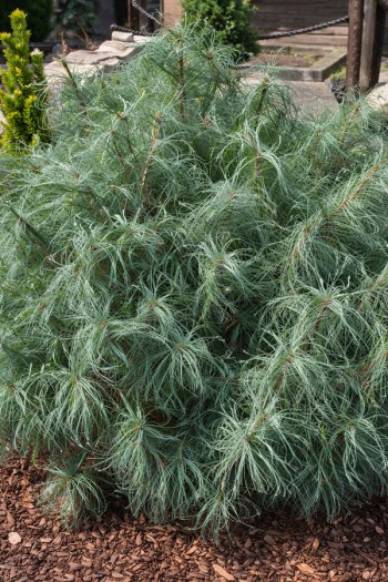 Сосна Веймутова Сквіглс|Pinus strobus Squiggles / Squigles|Сосна Веймутовая Сквиглс 